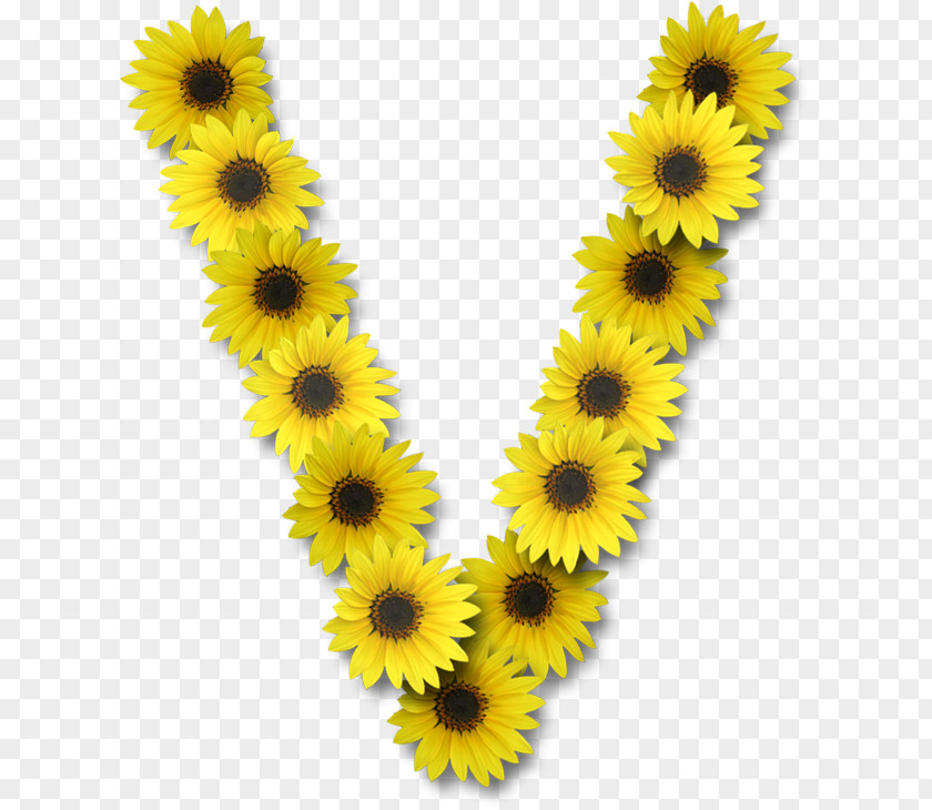 Flower Common Sunflower Letter V Alphabet PNG