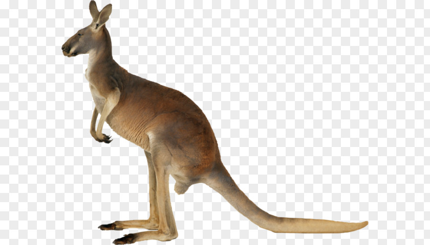 Kangaroo Macropods Clip Art Koala PNG