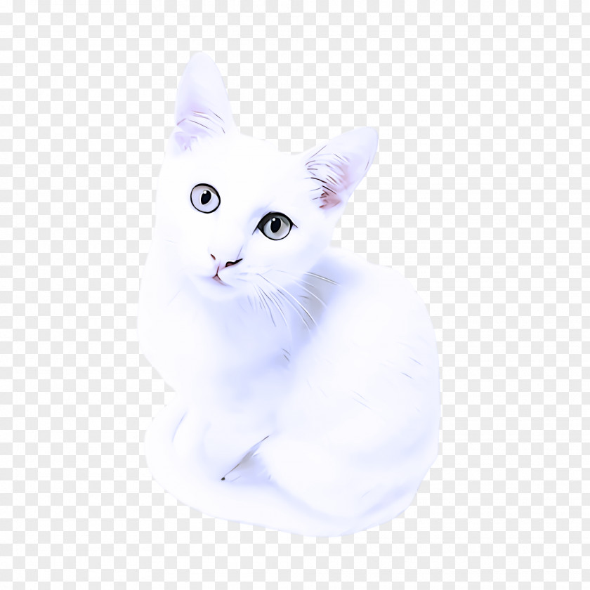 Khao Manee Kitten Cat White Small To Medium-sized Cats Whiskers Turkish Angora PNG