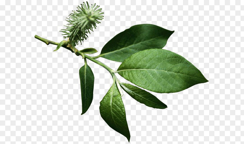 Leaf Branch Tree Green PNG