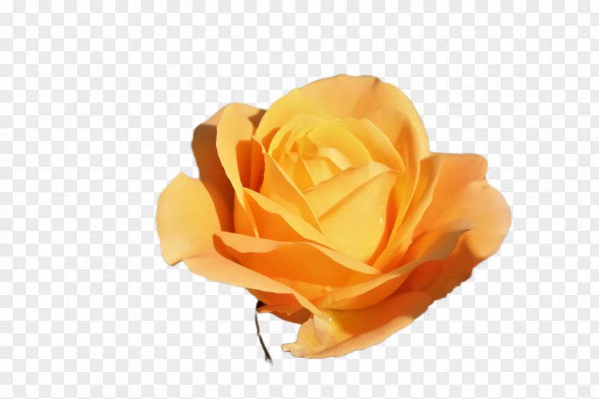 Plant Rose Family Garden Roses PNG