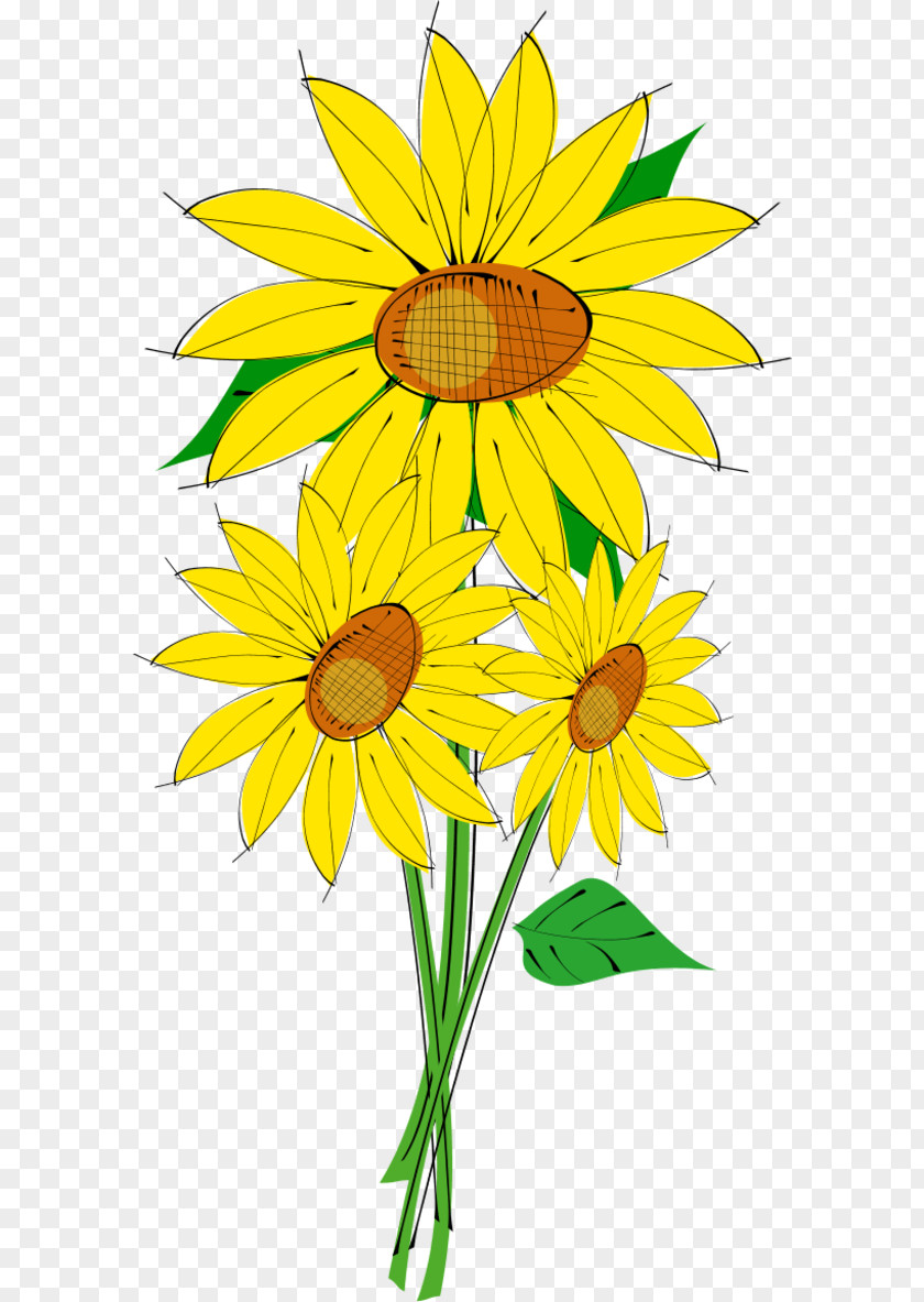 Sun Flower Clipart Common Sunflower Download Clip Art PNG