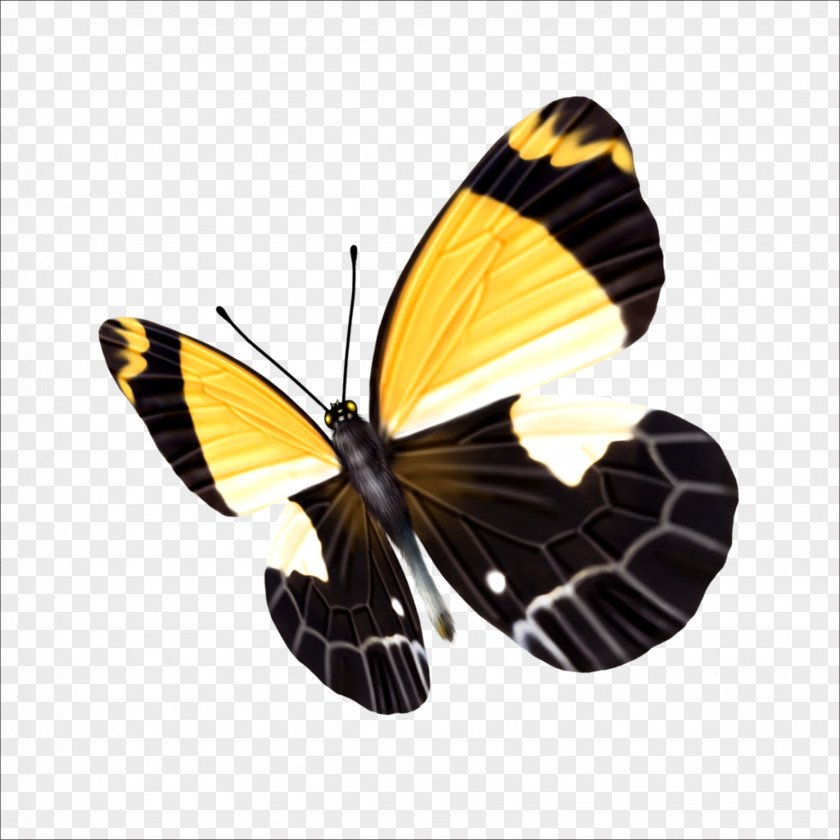 Butterfly Icon PNG