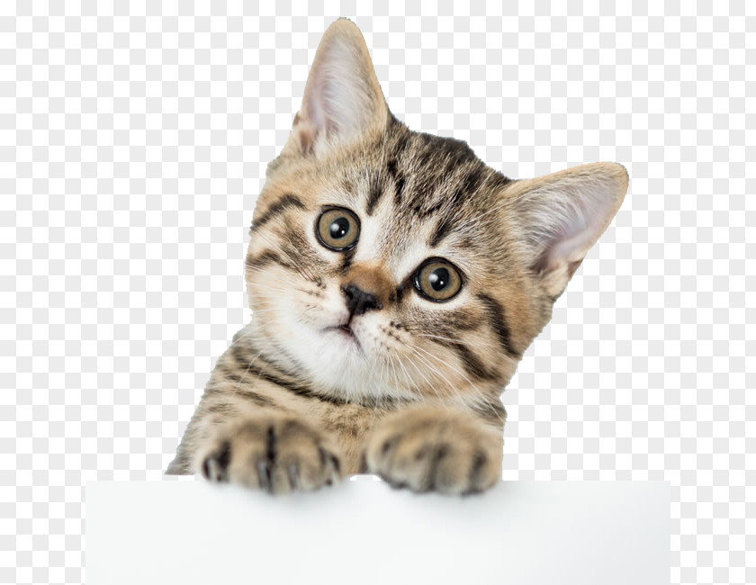 Cute Kitten Pictures American Shorthair British Dog Puppy PNG