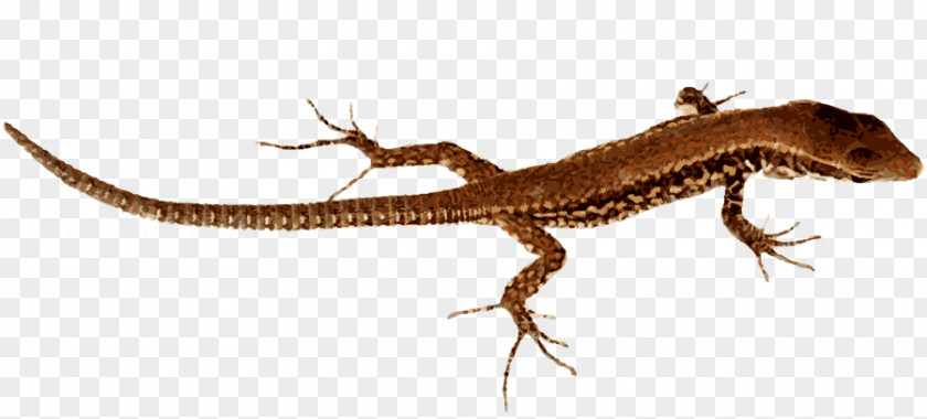 Lizard Pic Komodo Dragon Clip Art PNG