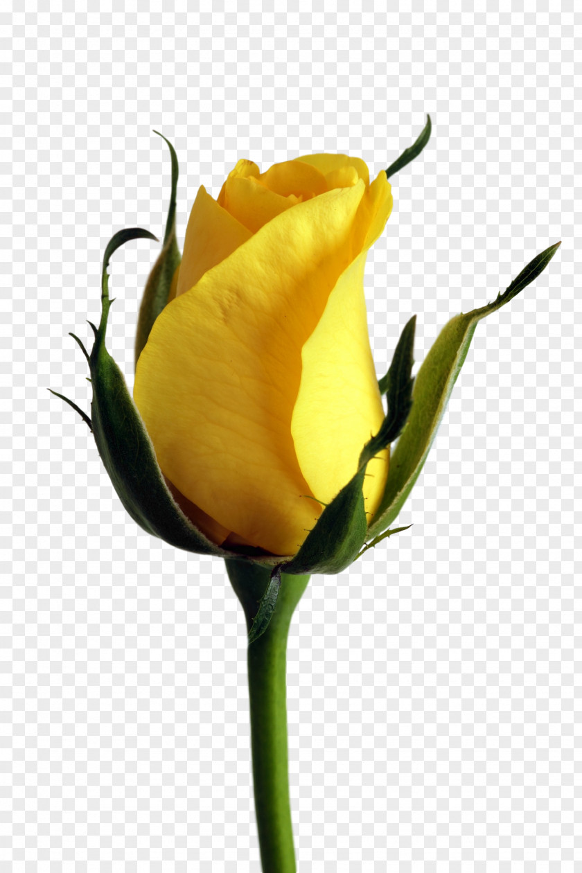 Rose Yellow Flower Color PNG