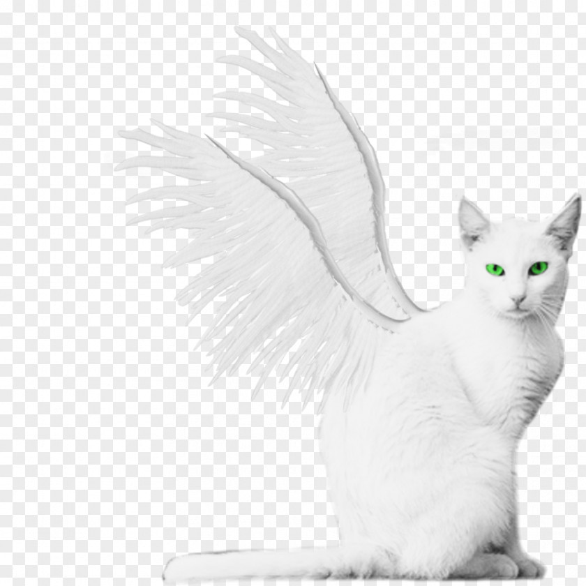 White Angel Cat Kitten Whiskers Domestic Short-haired PNG