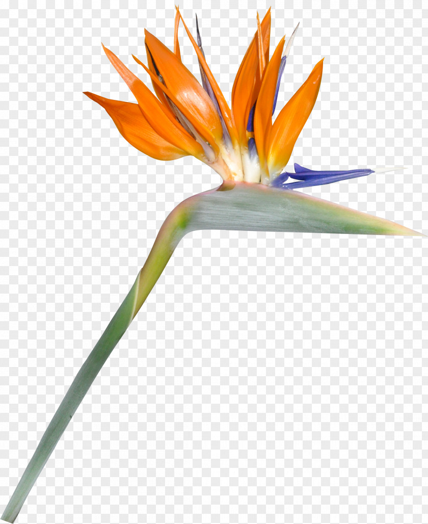 Wild Flowers Flower PNG