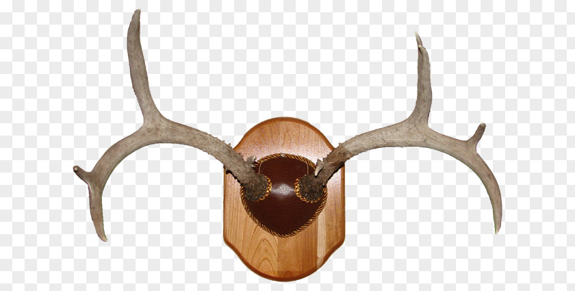Deer Antlers Horn Trophy Hunting Antler PNG