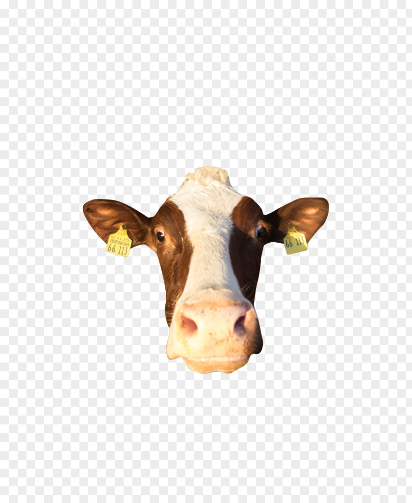 Gitarrist Dairy Cattle Calf Ox PNG