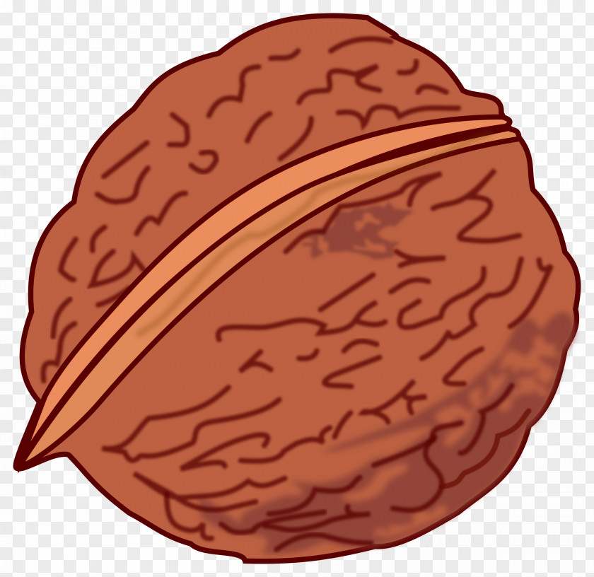 Nuts Eastern Black Walnut English Clip Art PNG