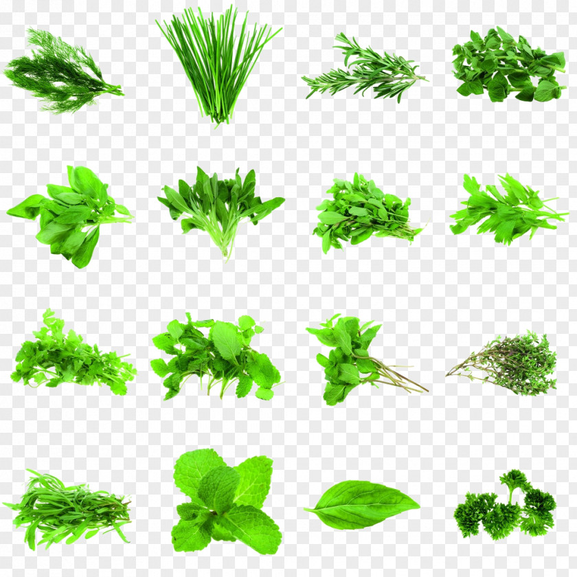 Herb Coriander Parsley Rosemary Spice PNG
