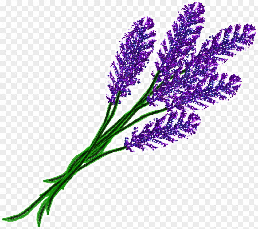 Lavanda English Lavender Flower Violet French Garden Roses PNG