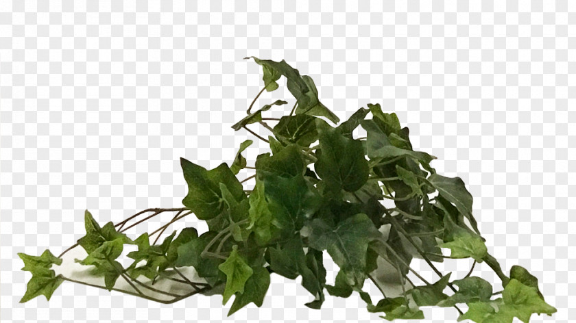 Leaf Vegetable Herb Tree PNG