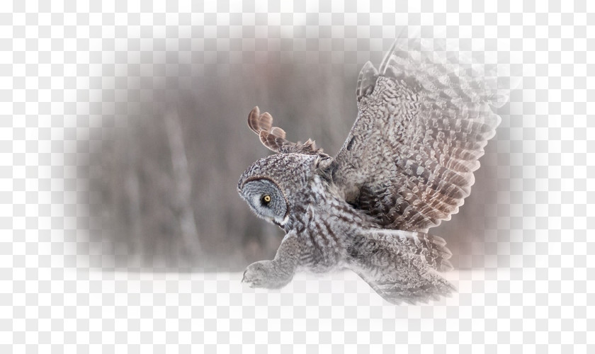 Owl Great Horned Bird Snowy Desktop Wallpaper PNG