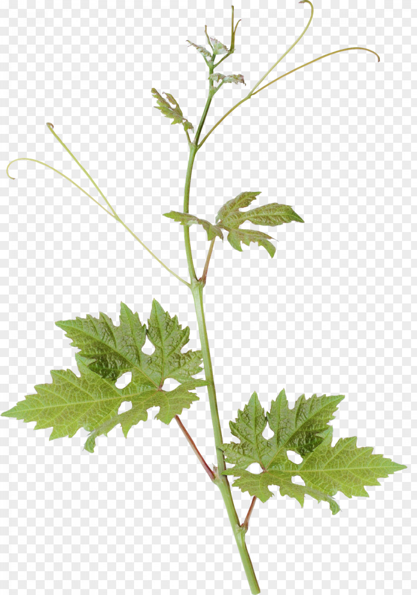 Parsley Leaf Plant Stem PNG