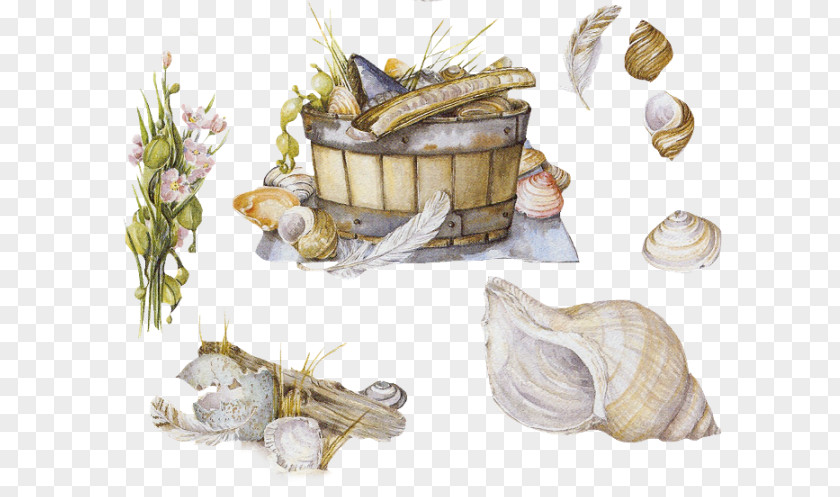 Seashell Molluscs Mollusc Shell Cuisine Shellfish PNG