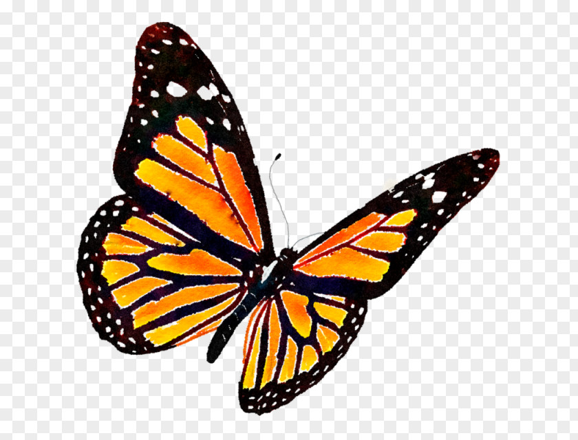 Watercolor Butterfly Monarch Clip Art PNG