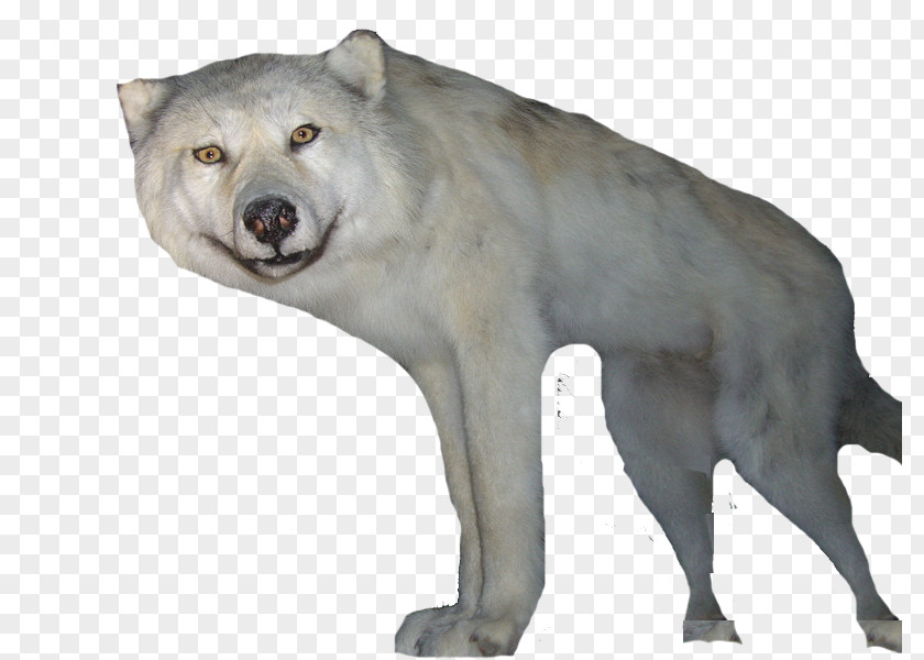 Xuelang Body Snow White Fur Gray Wolf Snowflake PNG