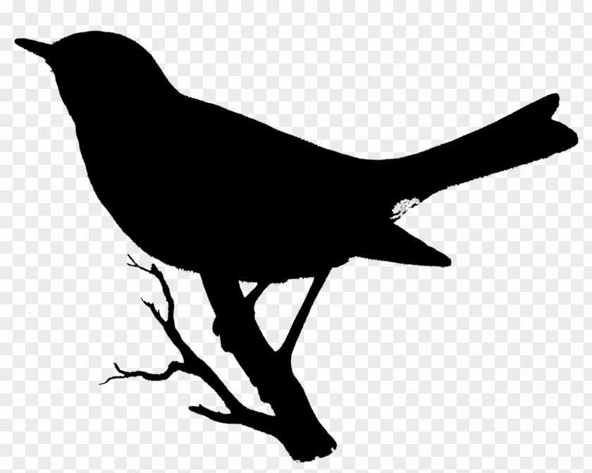 American Crow Clip Art Fauna Beak Silhouette PNG