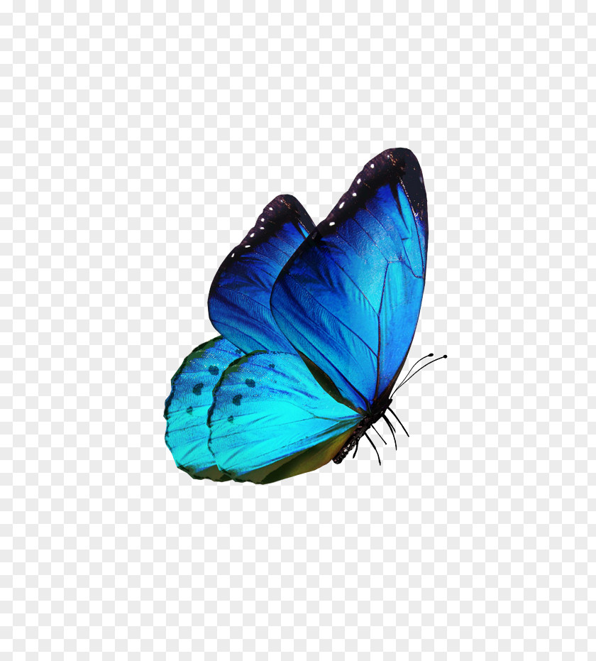 Butterfly Insect Clip Art PNG