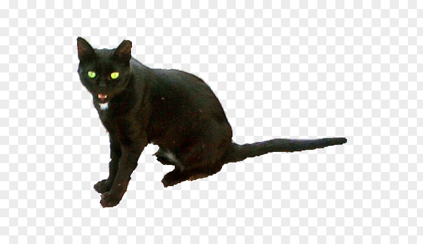 Cat Share Black Bombay Malayan German Rex Kitten PNG
