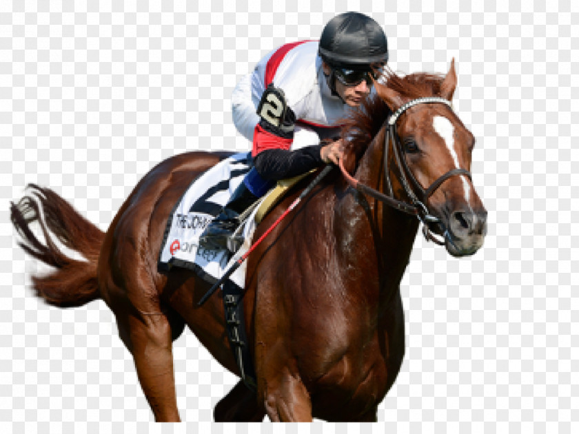 Horse Racing Gulfstream Park Sports Betting PNG