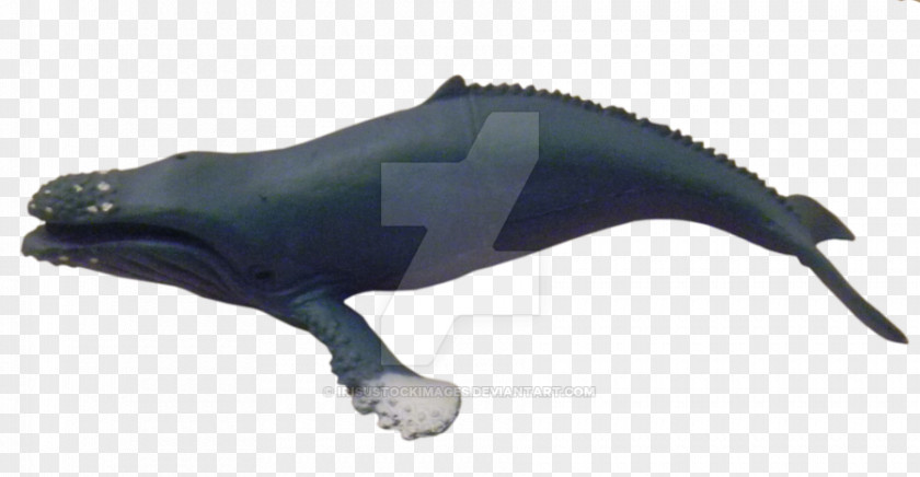 Humpback Whale Porpoise Cetaceans Dolphin Animal PNG