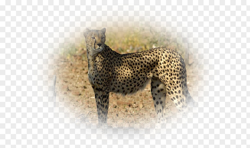 Lynx Mall Cheetah Leopard Jaguar Cat Terrestrial Animal PNG