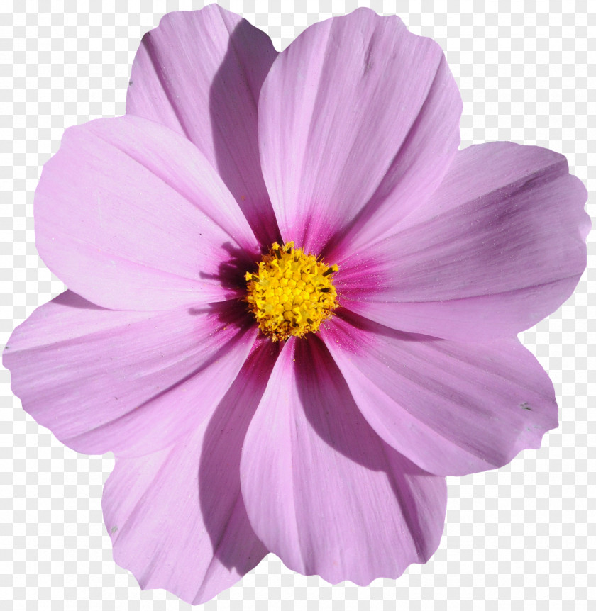 Purple Flower Image File Formats PNG