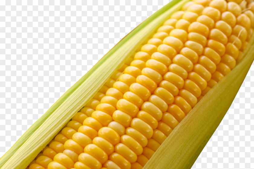 Sweet Corn Maize Genetically Modified Food Cereal Organism Agriculture PNG