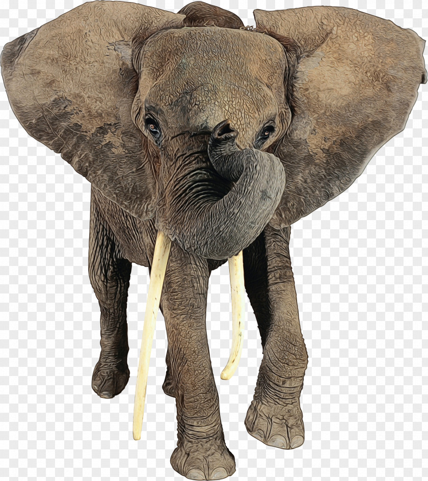 African Elephant Indian Tusk Terrestrial Animal PNG