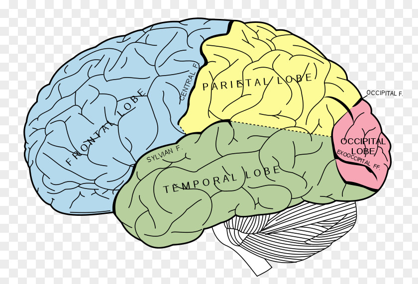 Labeling Vector Lobes Of The Brain Occipital Lobe Temporal Parietal PNG
