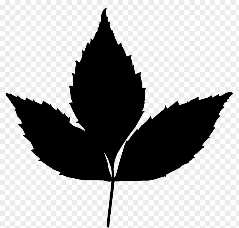 Maple Leaf T-shirt Image Plants PNG