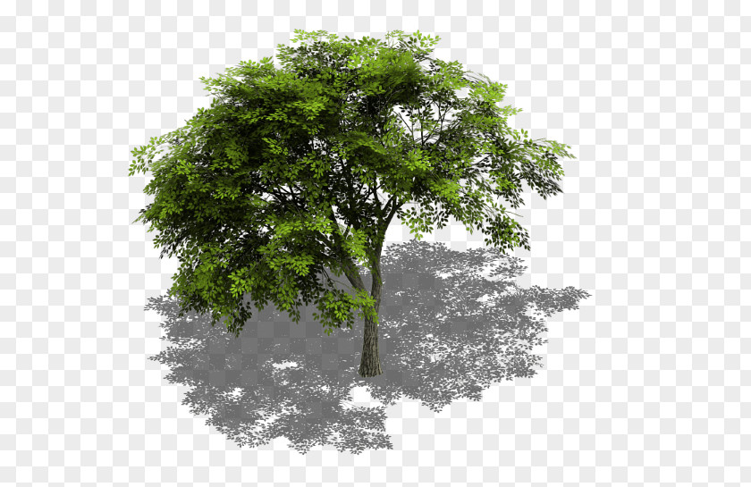 Trees Tree Sprite Isometric Graphics In Video Games And Pixel Art Projection GameMaker: Studio PNG