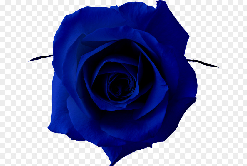 荞麦面 Blue Rose Clip Art PNG