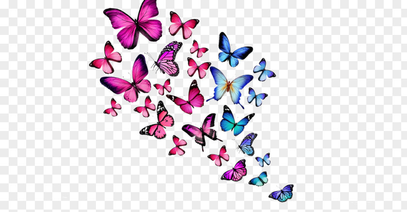 Butterfly Desktop Wallpaper Color White PNG