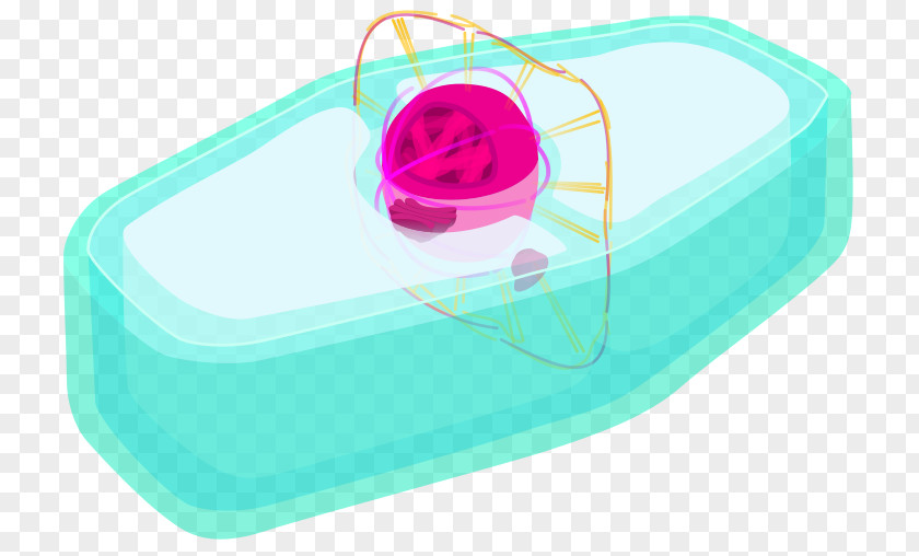 Cell Cycle Product Design Plastic PNG