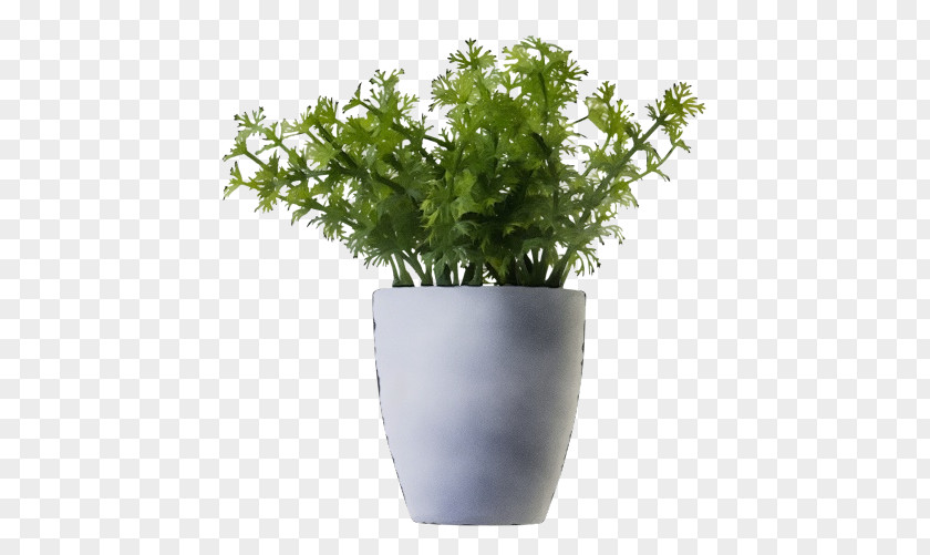 Clip Art Plants Image Houseplant PNG