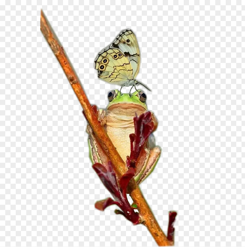Green Tree Frog Rhacophorus PNG