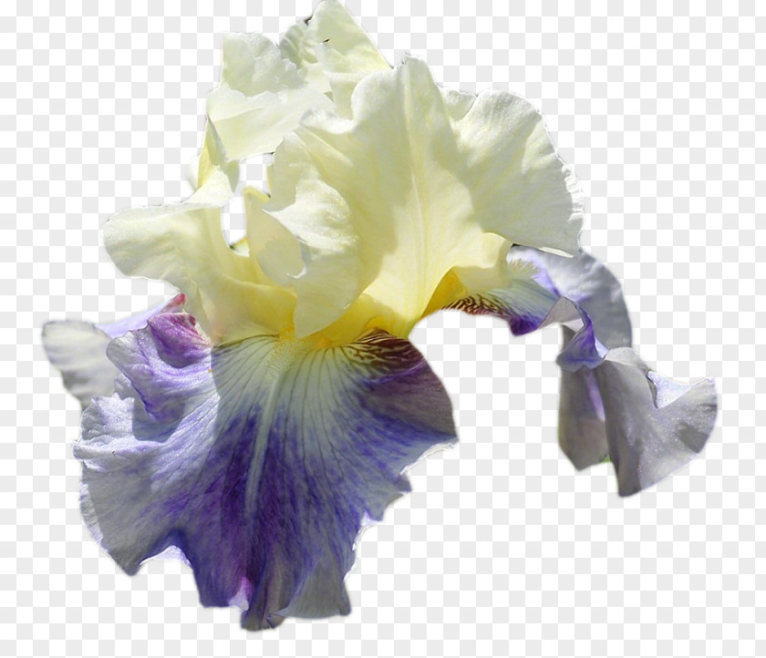 Iris Pennant Orris Root Clip Art Irises Perfume PNG