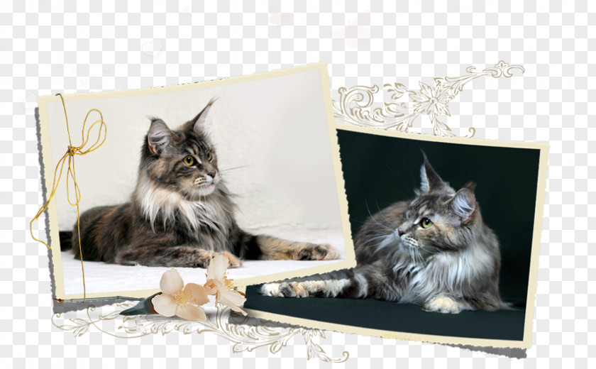 Kitten Maine Coon Norwegian Forest Cat Whiskers Dog Breed PNG
