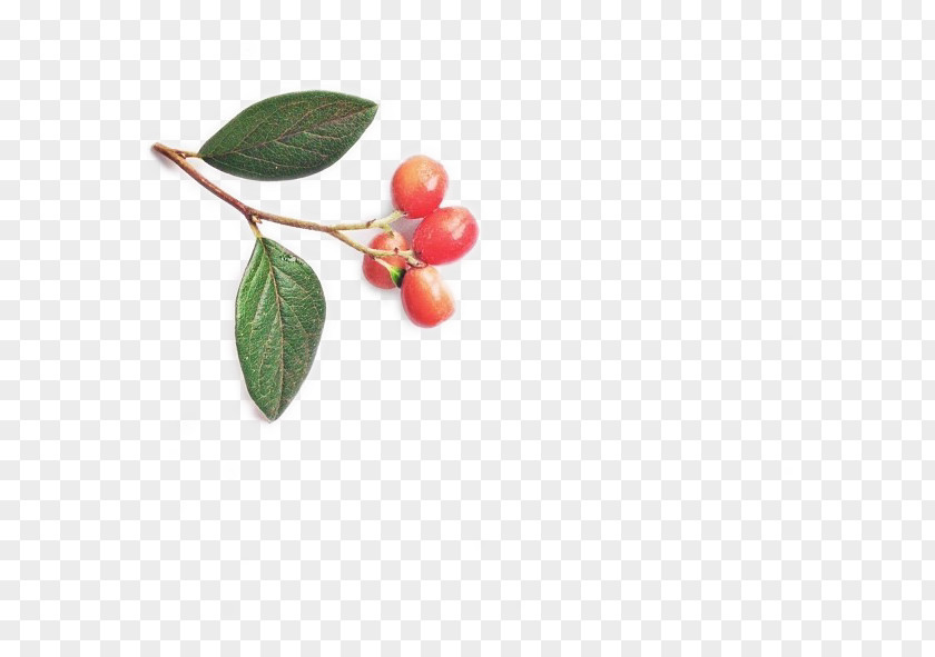 Leaves And Cherry Auglis Leaf PNG