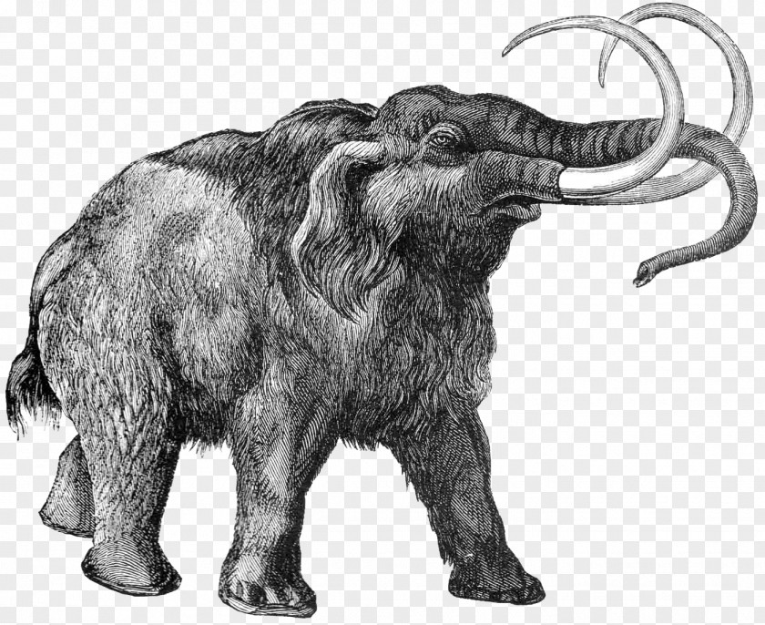 Mammoth PNG clipart PNG