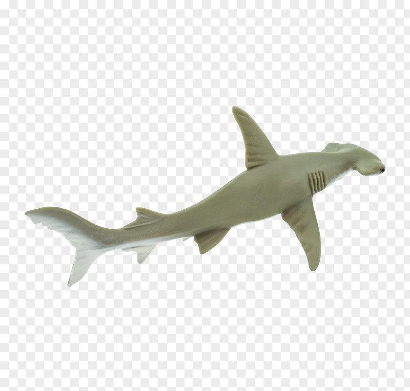 Shark Requiem Sharks Hammerhead Great Scalloped PNG