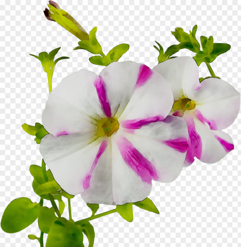 Crane's-bill Annual Plant Herbaceous Plants PNG