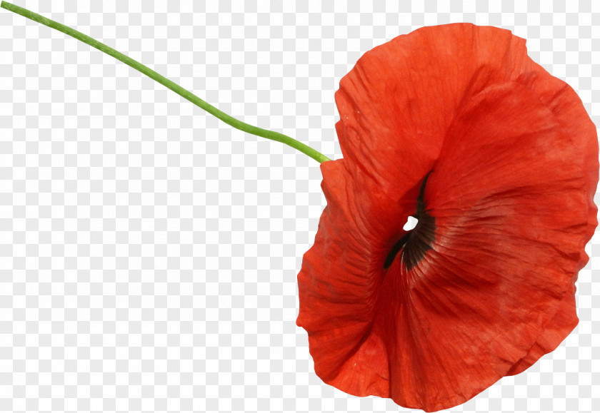 Flower Common Poppy Clip Art PNG