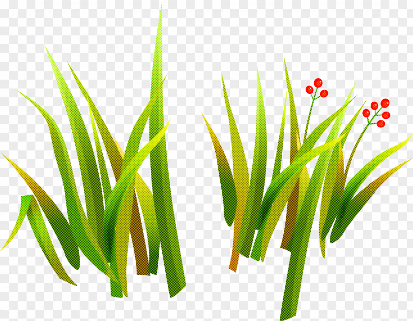 Grass Green Plant Family Chives PNG