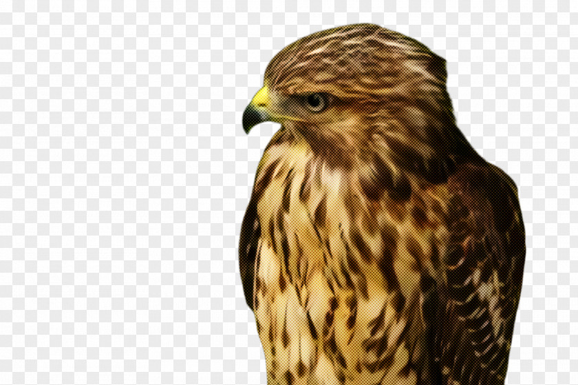 Sharp Shinned Hawk Peregrine Falcon Bird Of Prey Beak PNG