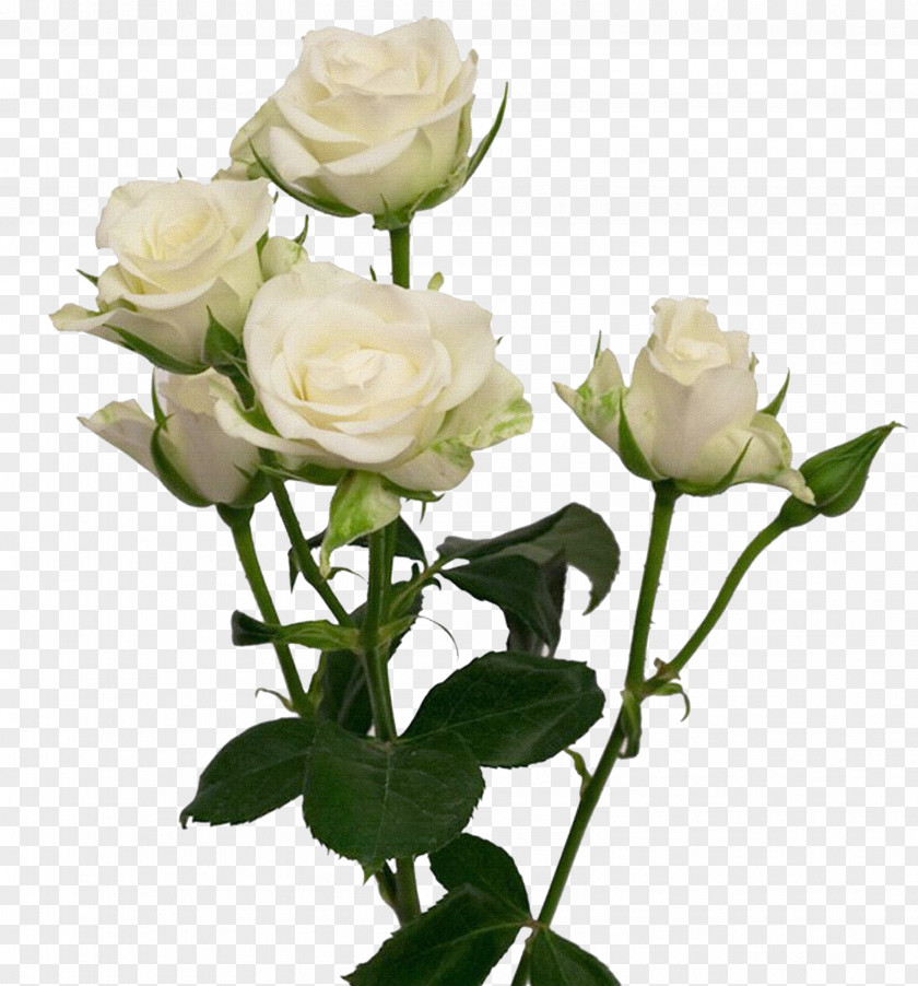 White Rose Cut Flowers Garden Roses Wedding Flower Bouquet PNG